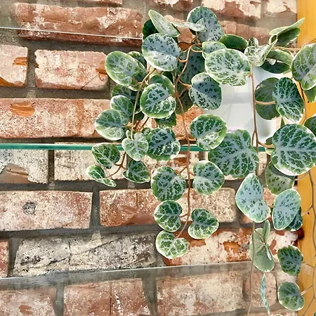 Zentral Wohlfühlen No 1 *