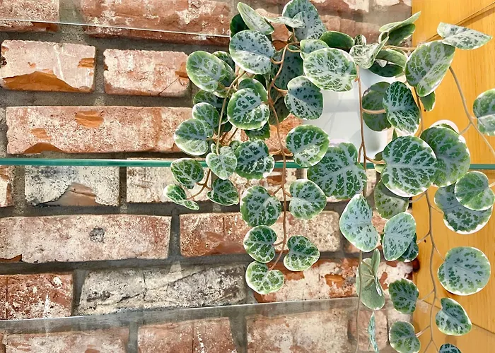 Zentral Wohlfuehlen No 1 *